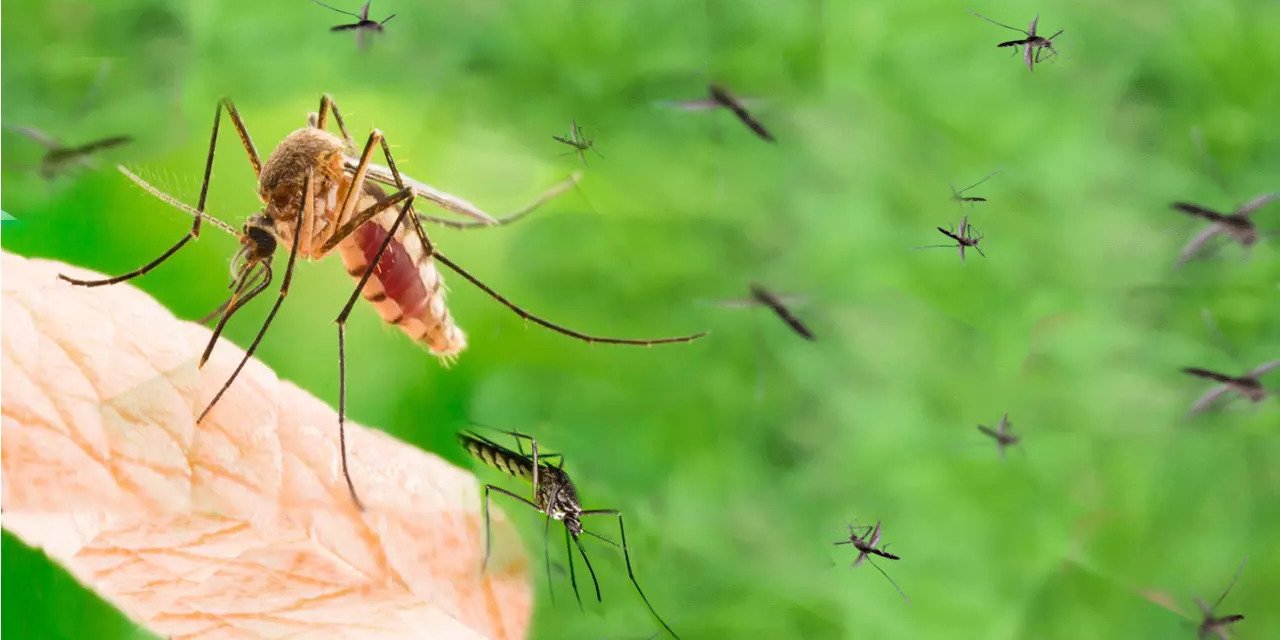 Hangi İnsanlar Sivrisineklerden Çok Etkilenir ? Sivrisineklerin Çok Isırdığı İnsanlar Açıklandı..